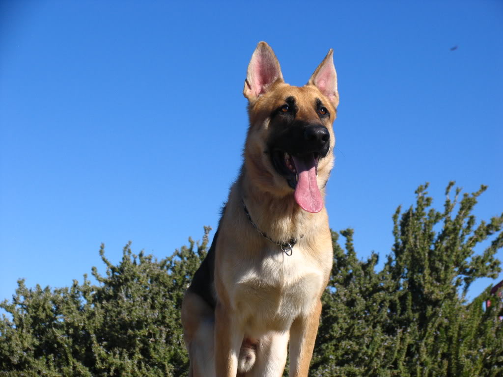 Canine Good Citizen & Pet Therapy