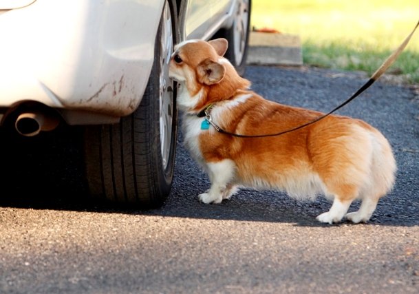 RUFF Nose Work