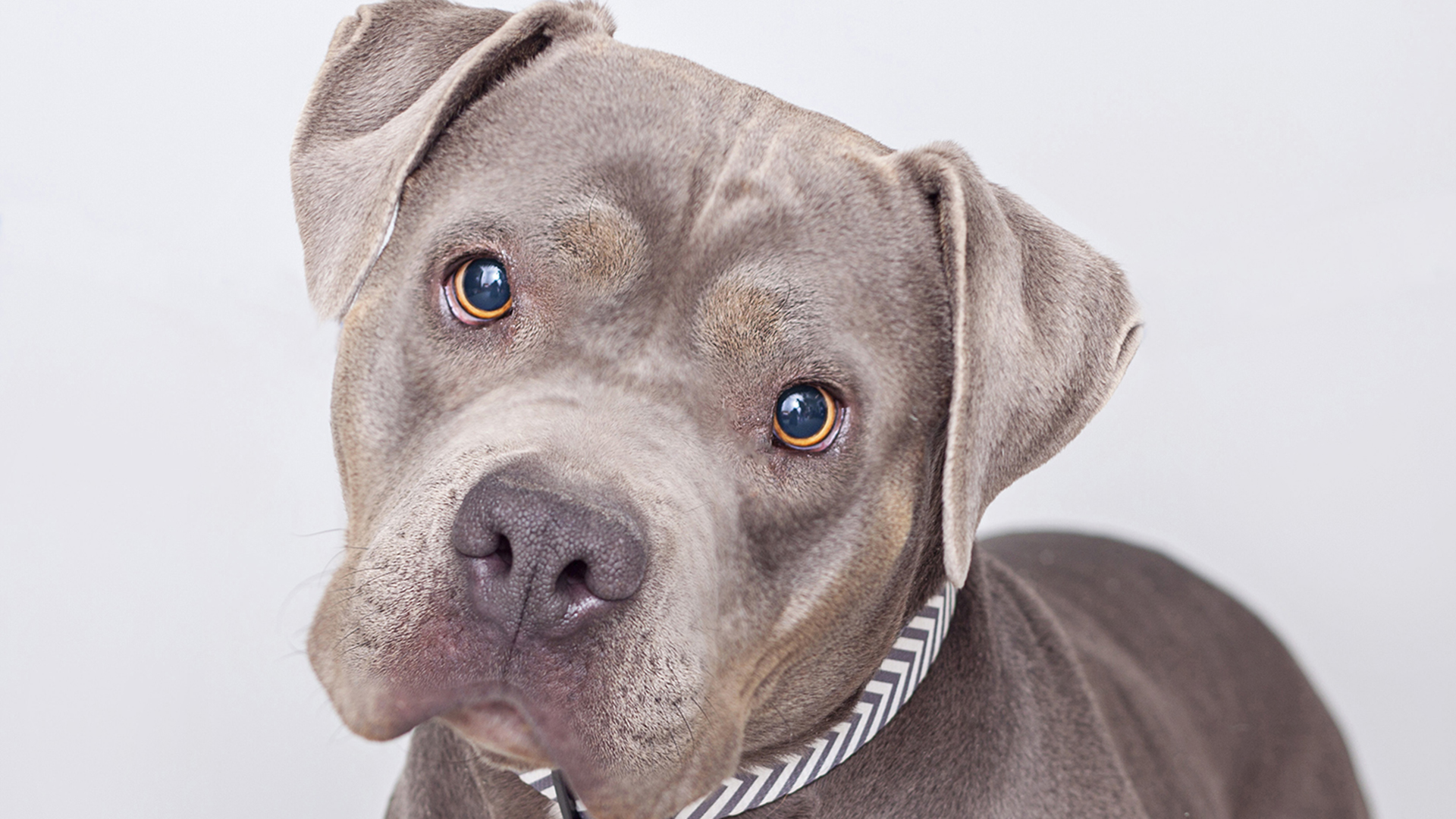 Roxy, a sweet pit bull terrier